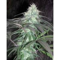 Nepal Jam  - Cannabiogen - Regolare - 10 Semi