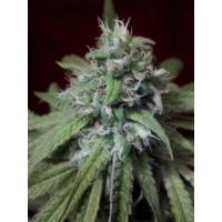 Peyote Purple - Cannabiogen - Regolare - 5 Semi