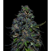 VIP Seeds - Taison Auto - 3 fem