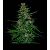 VIP Seeds - Timanfaya Auto - 3 FEM