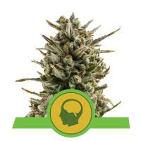Royal Queen Seeds - Amnesia Haze Auto 3 fem