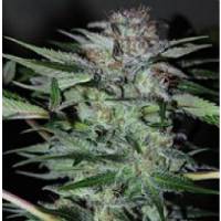 Professional Seeds - Auto Northern Dwarf 3 fem