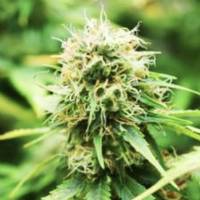 Professional Seeds - Critical Widow 3 fem