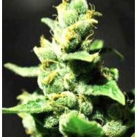 Professional Seeds - Doble AK 3 fem