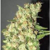 Professional Seeds - Doble Jack 3 fem