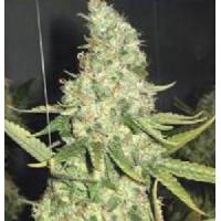 Professional Seeds - Pure Power Plant 3 fem