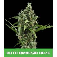 BMS - Auto Amnesia Haze 1