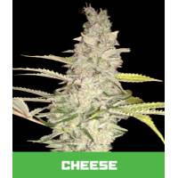 Bud Master Seeds - Cheese 3 Fem