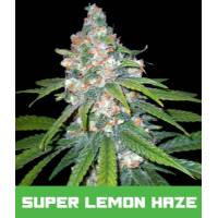 BMS - Super Lemon Haze 1 Fem