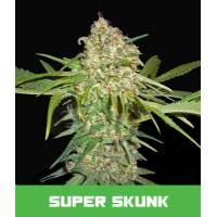 Bud Master Seeds - Super Skunk 5 Fem