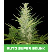 Bud Master Seeds - Super Skunk Auto 5
