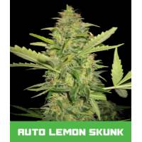 BMS - Lemon Skunk Auto 1