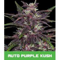 BMS - Auto Purple Kush 1