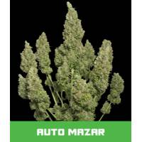 Bud Master Seeds - Mazar Auto 3