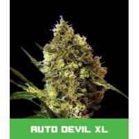 BMS - Auto Devil XL - 1