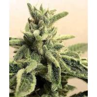 Blue Hell - Medical Seeds - Femminizzata - 5 Semi 