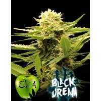 Black Dream - Eva Seeds - Femminizzata 3 semi 