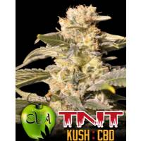 TNT Kush CBD Edizione Limitata - Eva Seeds - Femminizzata - 3 semi