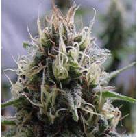 Professional Seeds - Auto Critical Widow 10 seme