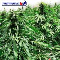 Positronics Auto Afghan Express 1