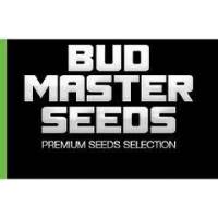 BMS - White Widow 1 fem