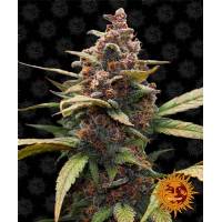 Barney's Farm - Ayahuasca Purple - 3 Fem