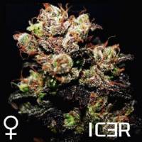 R-Kiem Seeds - Icer 5 fem
