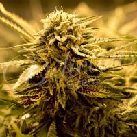 Delicious Seeds - Sugar Black Rose - 1 Fem