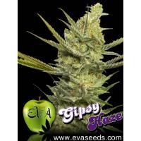 Eva Seeds - Gipsy Haze- 3 Fem