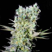 Genehtik - Northern Light X 1 Fem