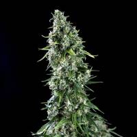 Genehtik - Kritical Bilbo x AK47 1 Fem