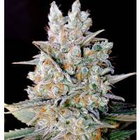 Genehtik - Kritical Bilbo Auto 5 Fem