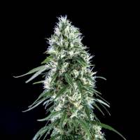 Genehtik - Super Silver Bilbo 1 Fem