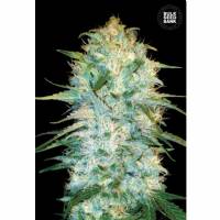 Auto AMNESIA HAZE - Bulk Seeds Bank - 5