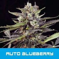 BMS - Auto Blueberry - 1 Auto