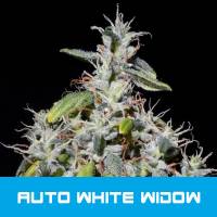 BMS - Auto White Widow - 1 Auto