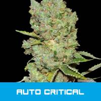 BMS - Auto Critical 5 fem