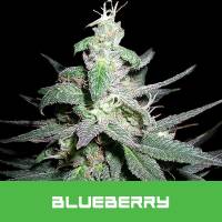 BMS - Blueberry - 5 fem