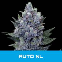 BMS - Auto Northern Lights 3