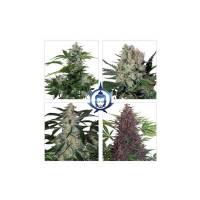 Assorted Auto Mix 5 semi - Buddha Seeds