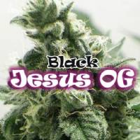 Dr Underground - Black Jesus OG - 4 Fem