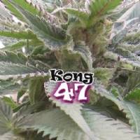 Dr Underground - Kong 47 - 2 Fem