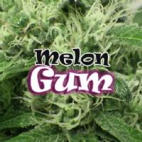 Dr Underground - Melon Gum - 4 Fem