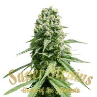Super Strains - Amnesia 10 fem