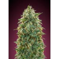 Advanced Seeds - Amnesia - 1 Fem