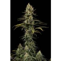 Dinafem - Early Amnesia CBD - 3 fem