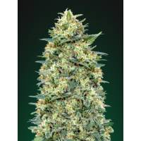 00 Seeds - Auto White Widow - 5 Auto