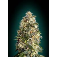 Advanced Seeds - Heavy Bud - 1 fem