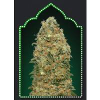 00 Seeds - White Widow - 5 fem