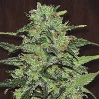 Ace Seeds - Malawi Breeders Pack Femminizzati - 20 semi